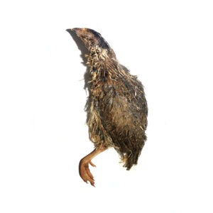 split quail
